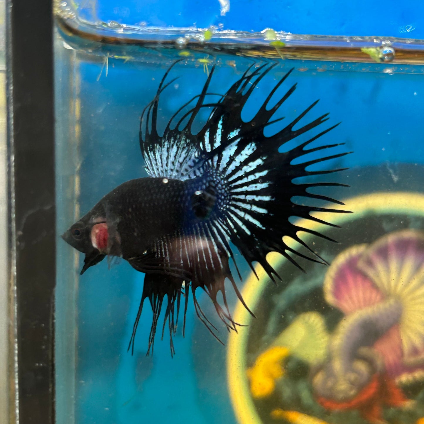 Black Orchid Crowntail - Male Betta 118