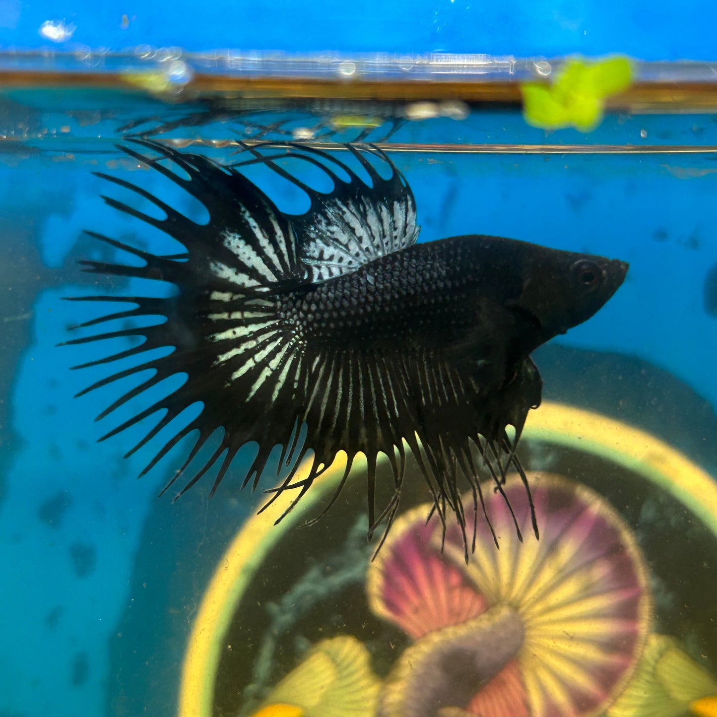 Black Orchid Crowntail - Male Betta 118