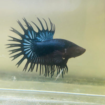 Black Orchid Crowntail - Male Betta 119