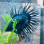 Black Orchid Crowntail - Male Betta 132