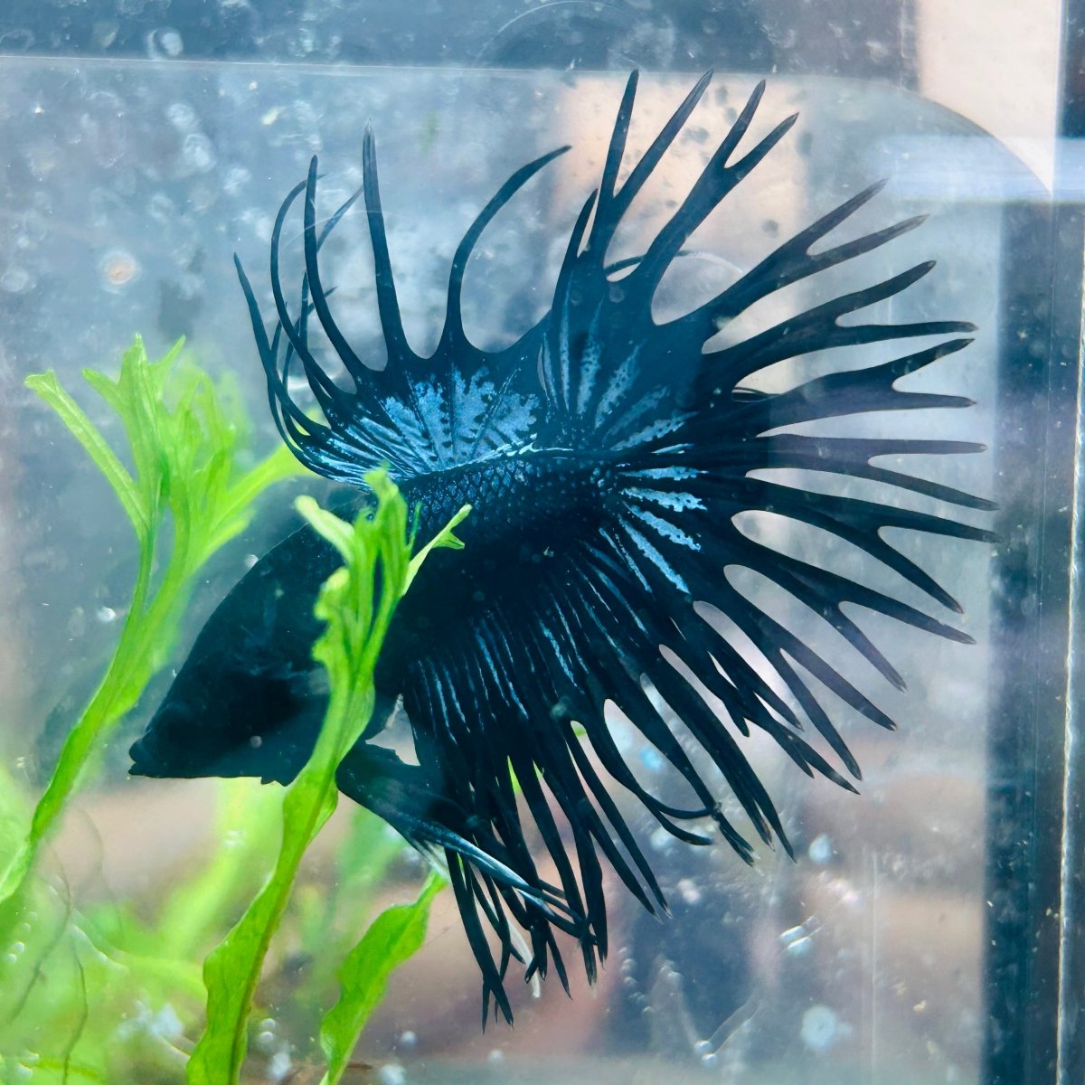Black Orchid Crowntail - Male Betta 132