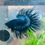 Black Orchid Crowntail - Male Betta 132