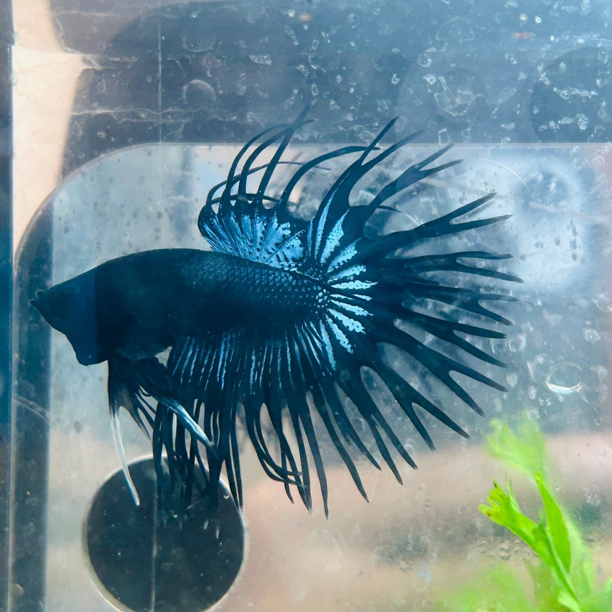 Black Orchid Crowntail - Male Betta 132