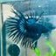 Black Orchid Crowntail - Male Betta 132