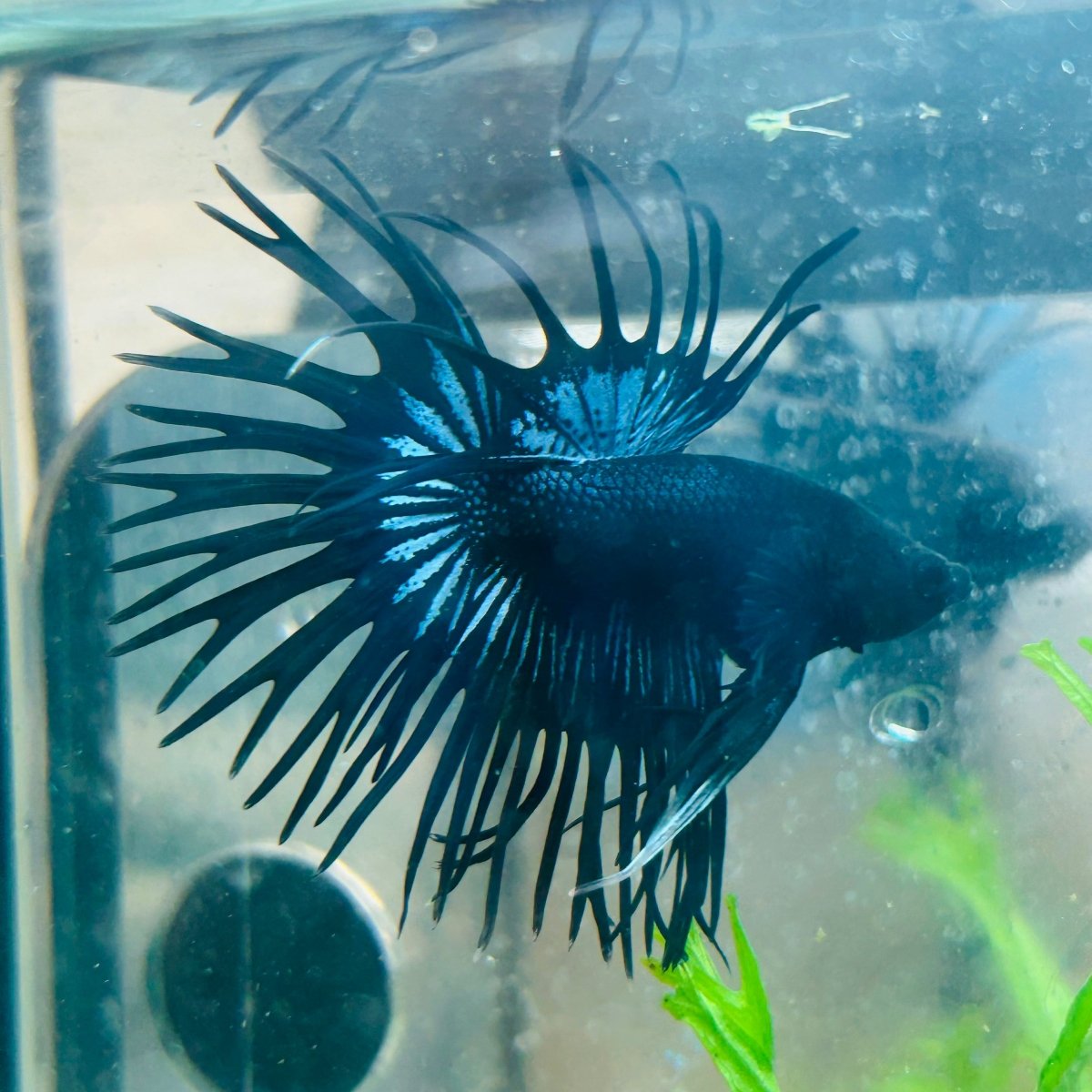 Black Orchid Crowntail - Male Betta 132