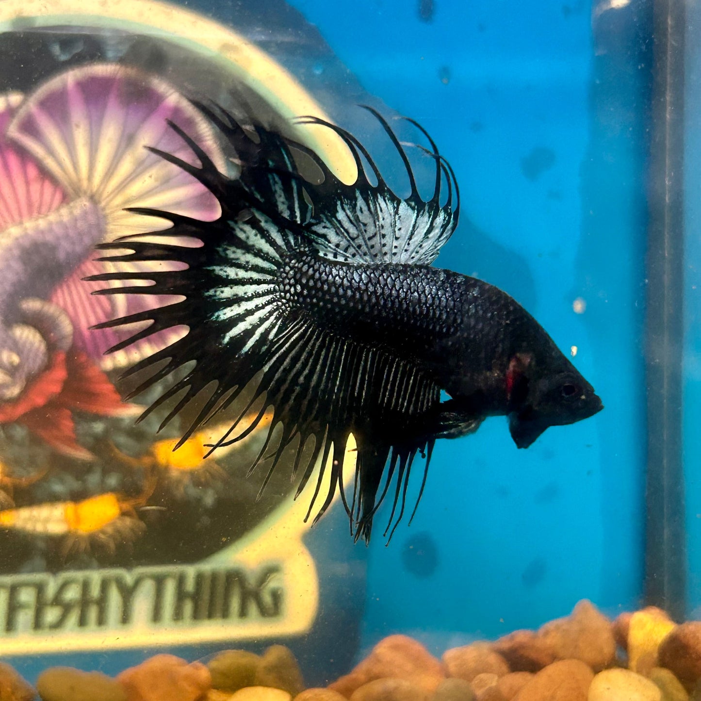 Black Orchid Crowntail - Male Betta 137