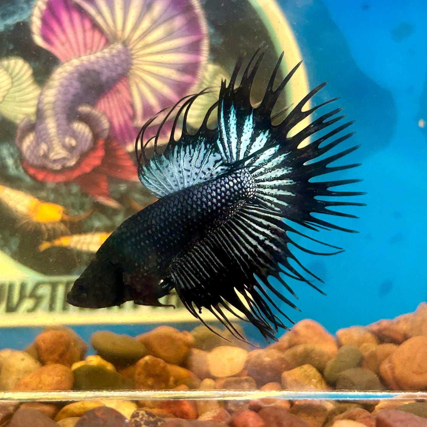 Black Orchid Crowntail - Male Betta 137