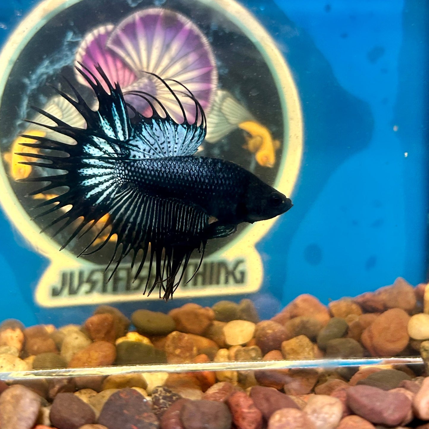 Black Orchid Crowntail - Male Betta 137