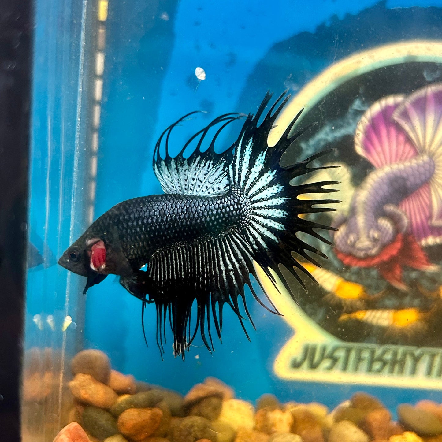 Black Orchid Crowntail - Male Betta 137