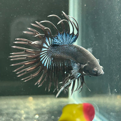 Black Orchid Crowntail - Male Betta A47