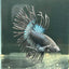 Black Orchid Crowntail - Male Betta A47