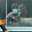 Black Orchid Crowntail - Male Betta A47