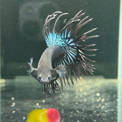Black Orchid Crowntail - Male Betta A47