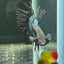 Black Orchid Crowntail - Male Betta A47