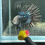 Black Orchid Crowntail - Male Betta A47