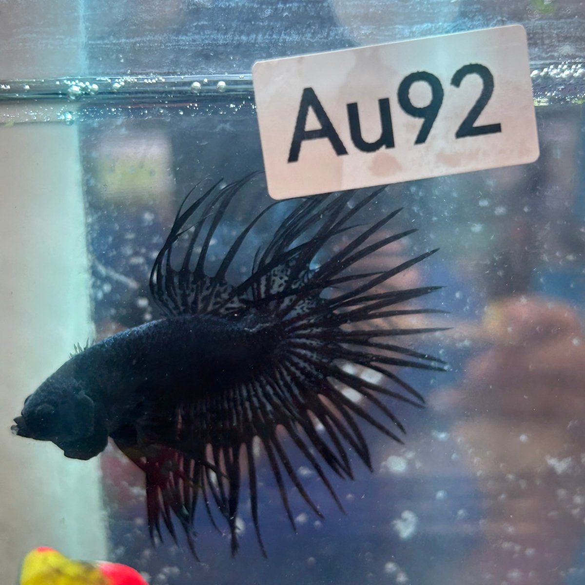 Black Orchid Crowntail - Male Betta #Au92