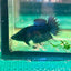 Black Orchid King Crowntail - Female Betta 123