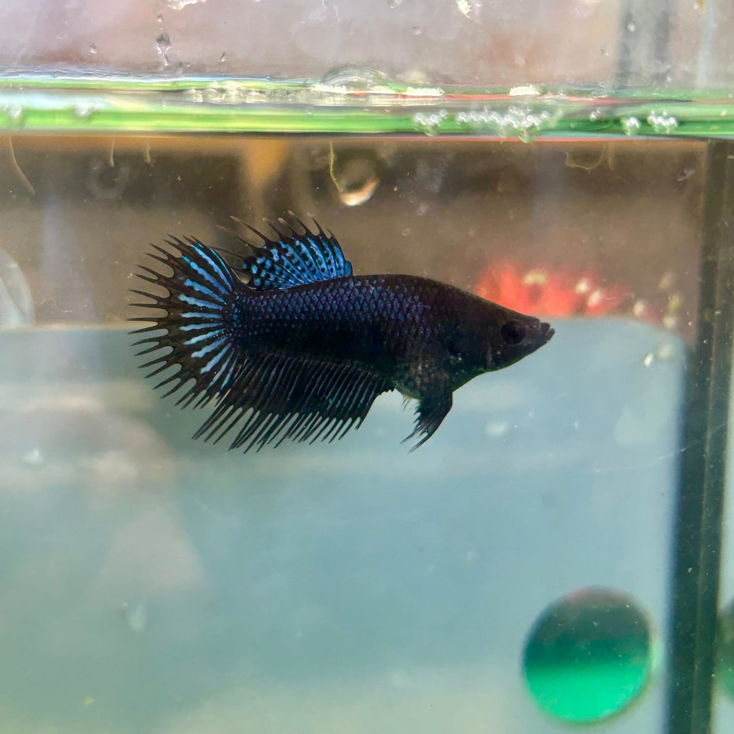 Black Orchid King Crowntail - Female Betta 123