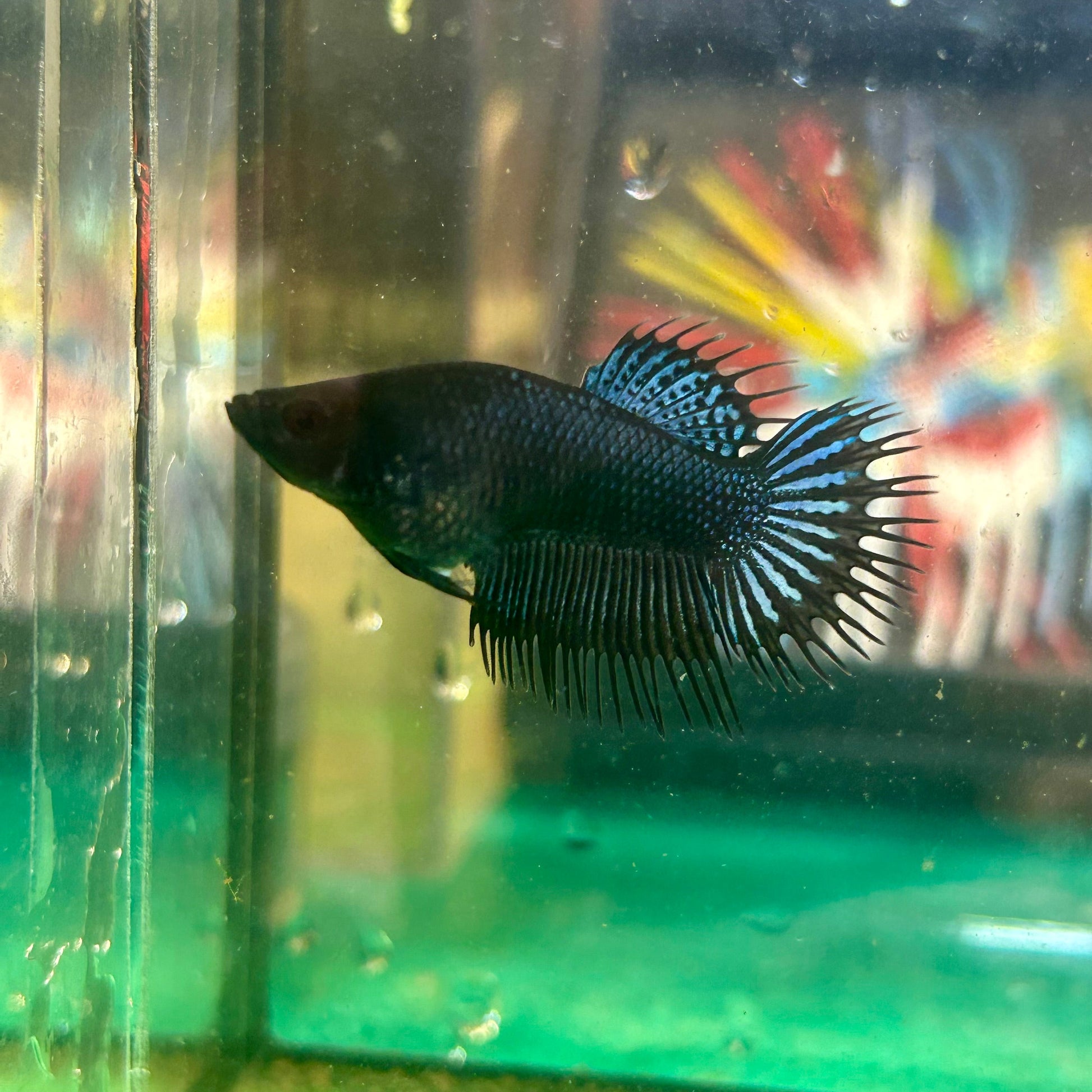 Black Orchid King Crowntail - Female Betta 123