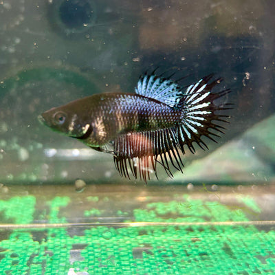 Black Orchid King Crowntail - Female Betta 15