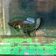 Black Orchid King Crowntail - Female Betta 15