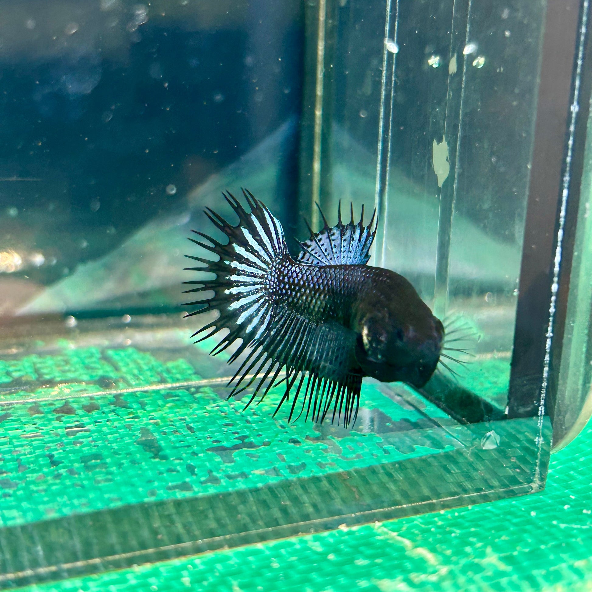 Black Orchid King Crowntail - Female Betta 15