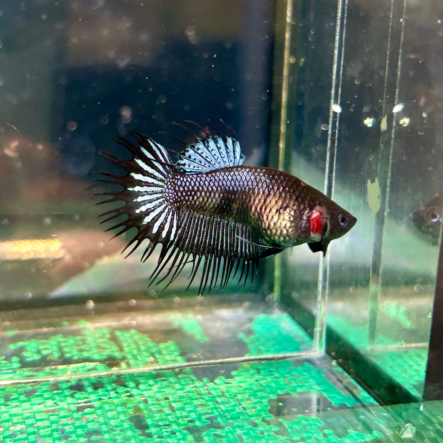 Black Orchid King Crowntail - Female Betta 15