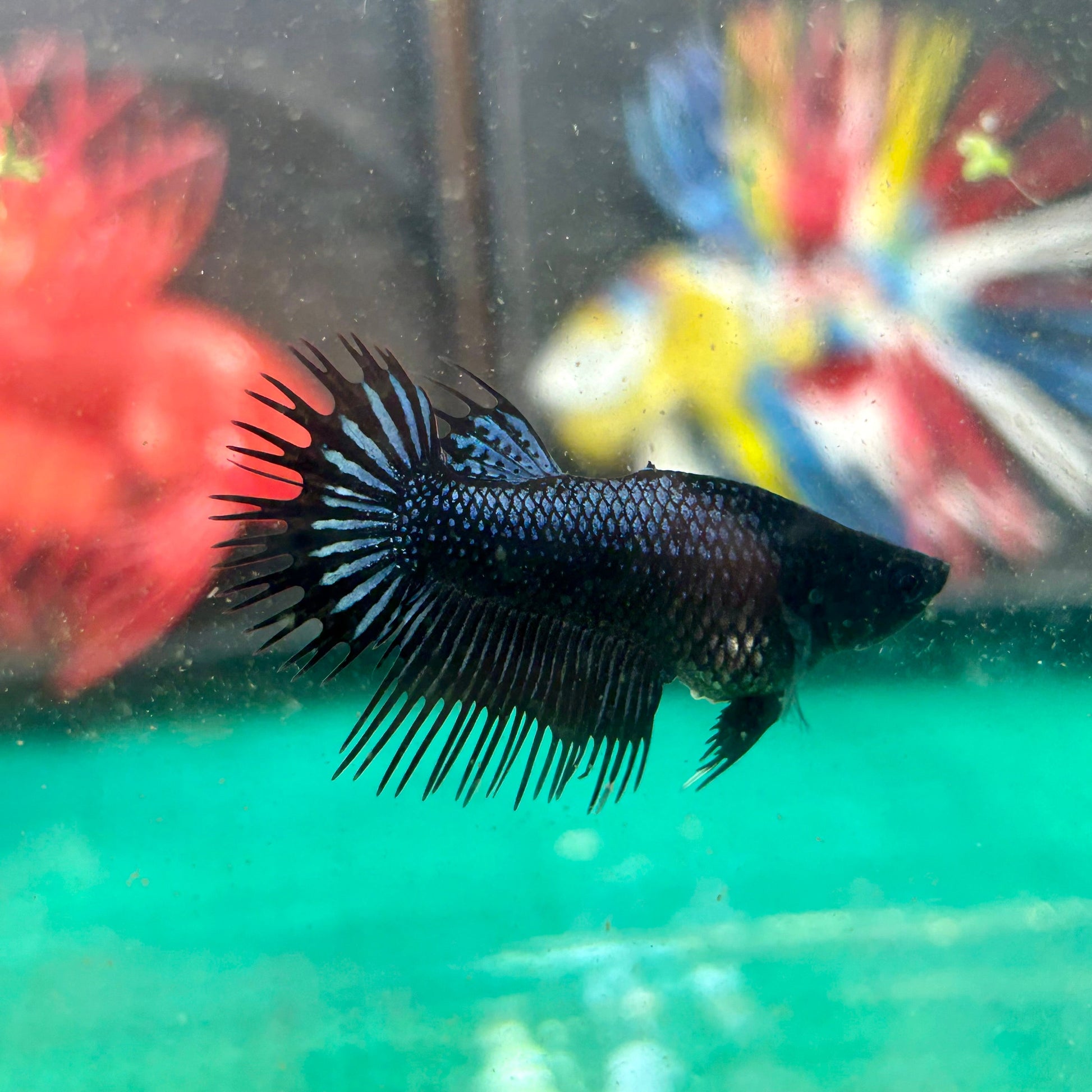 Black Orchid King Crowntail - Female Betta 27