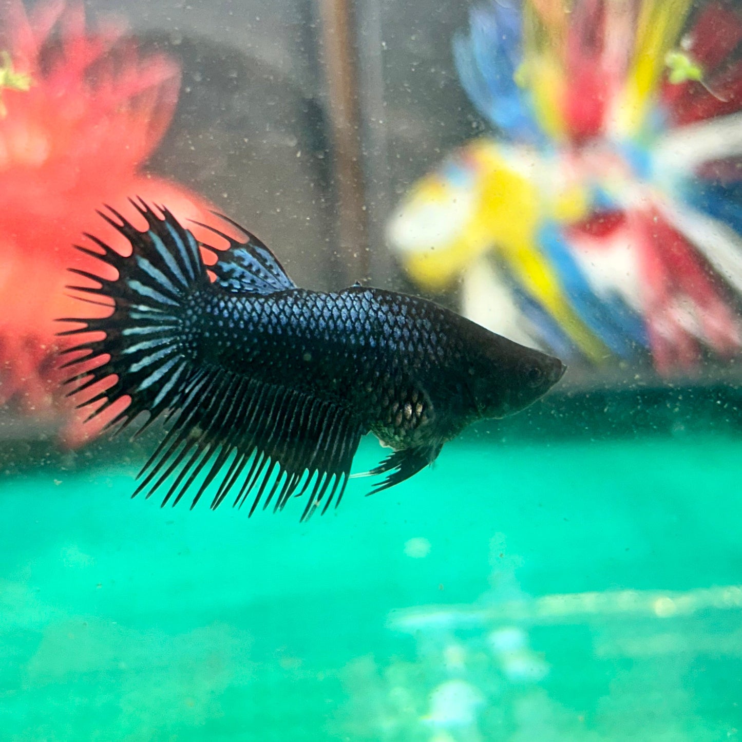 Black Orchid King Crowntail - Female Betta 27