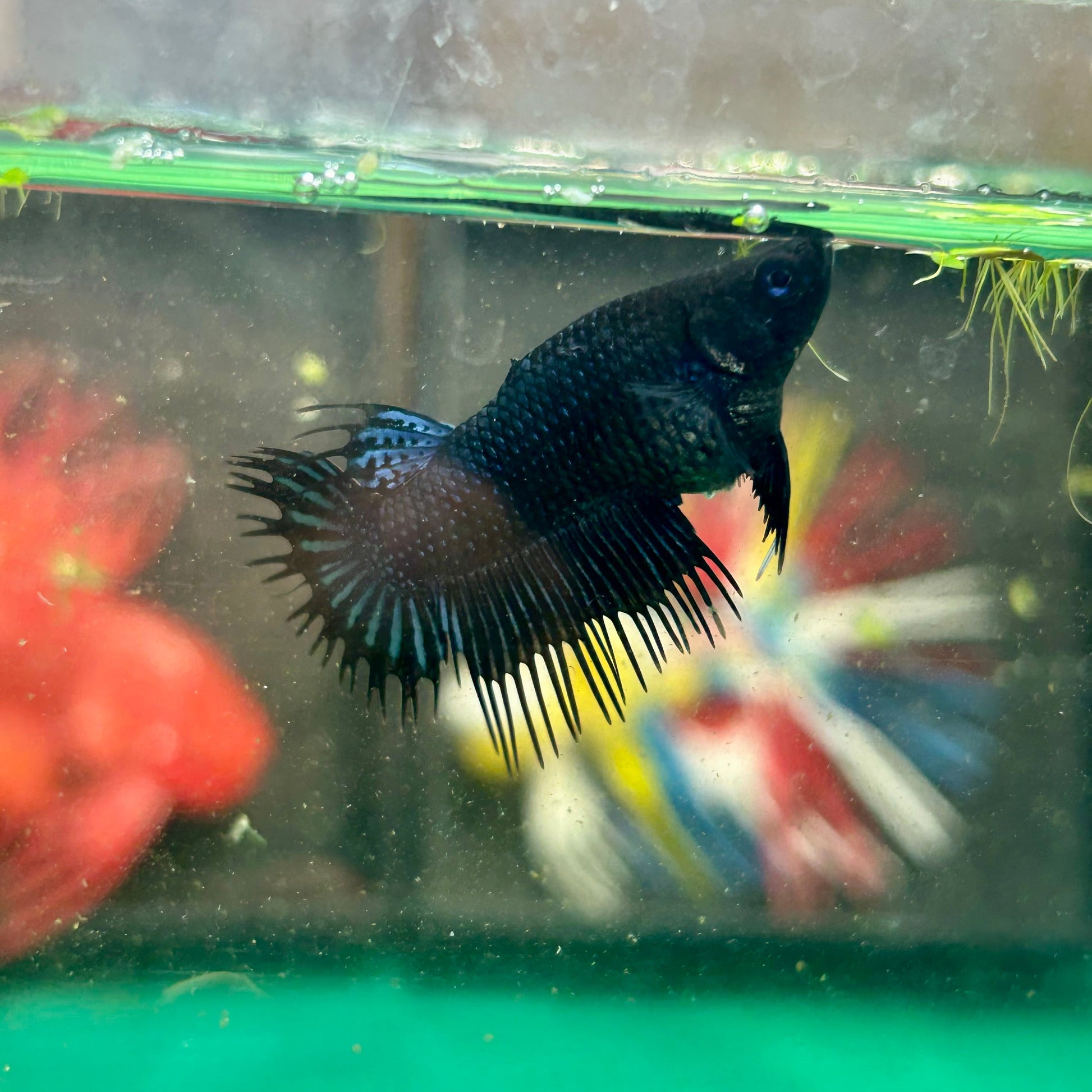 Black Orchid King Crowntail - Female Betta 27