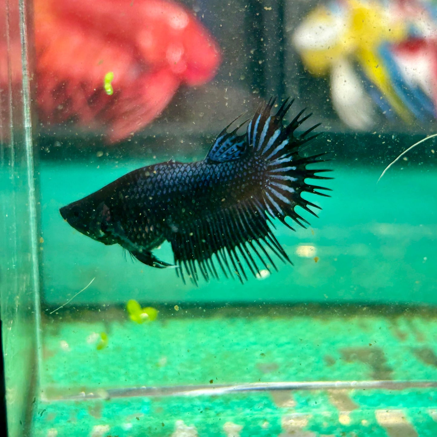 Black Orchid King Crowntail - Female Betta 27