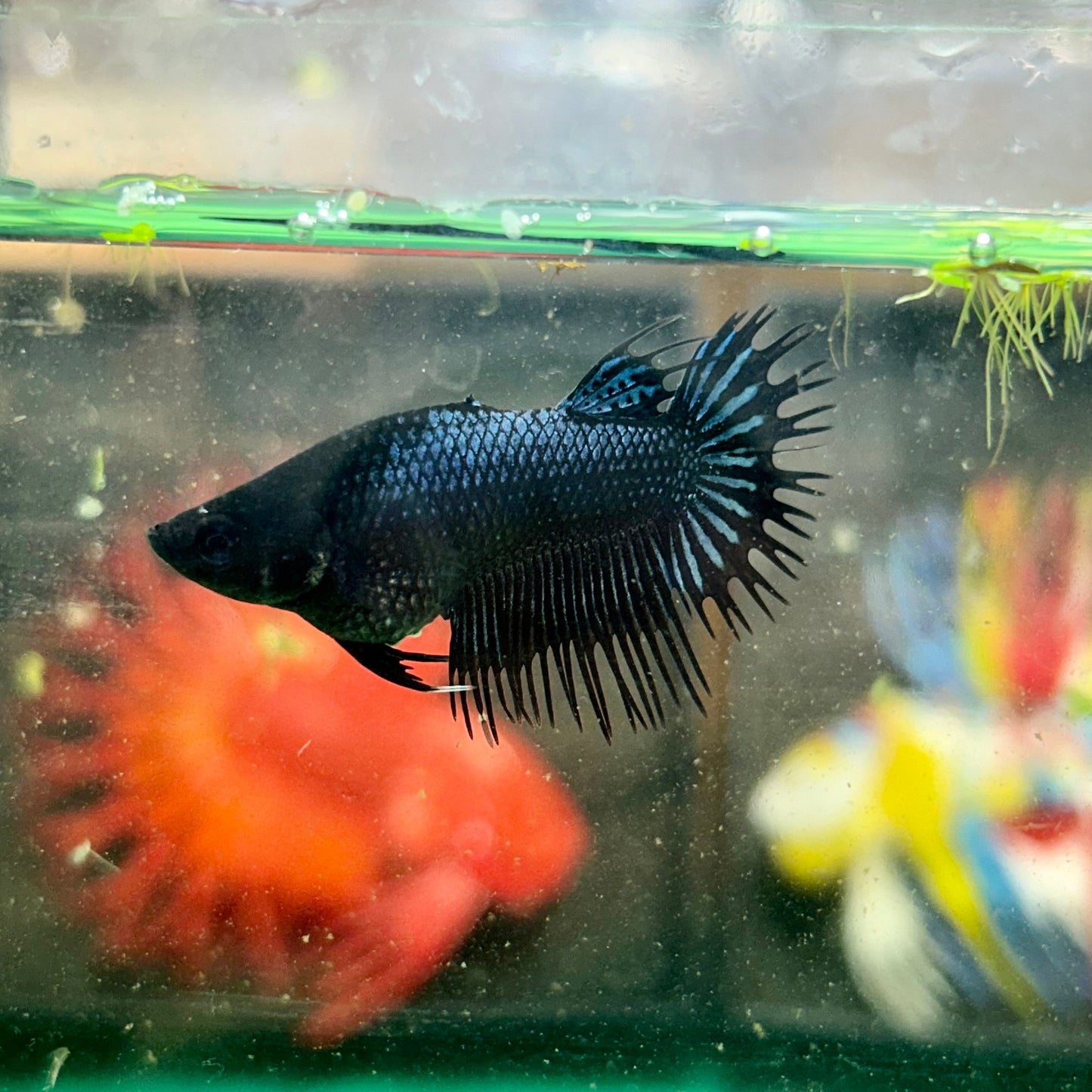 Black Orchid King Crowntail - Female Betta 27