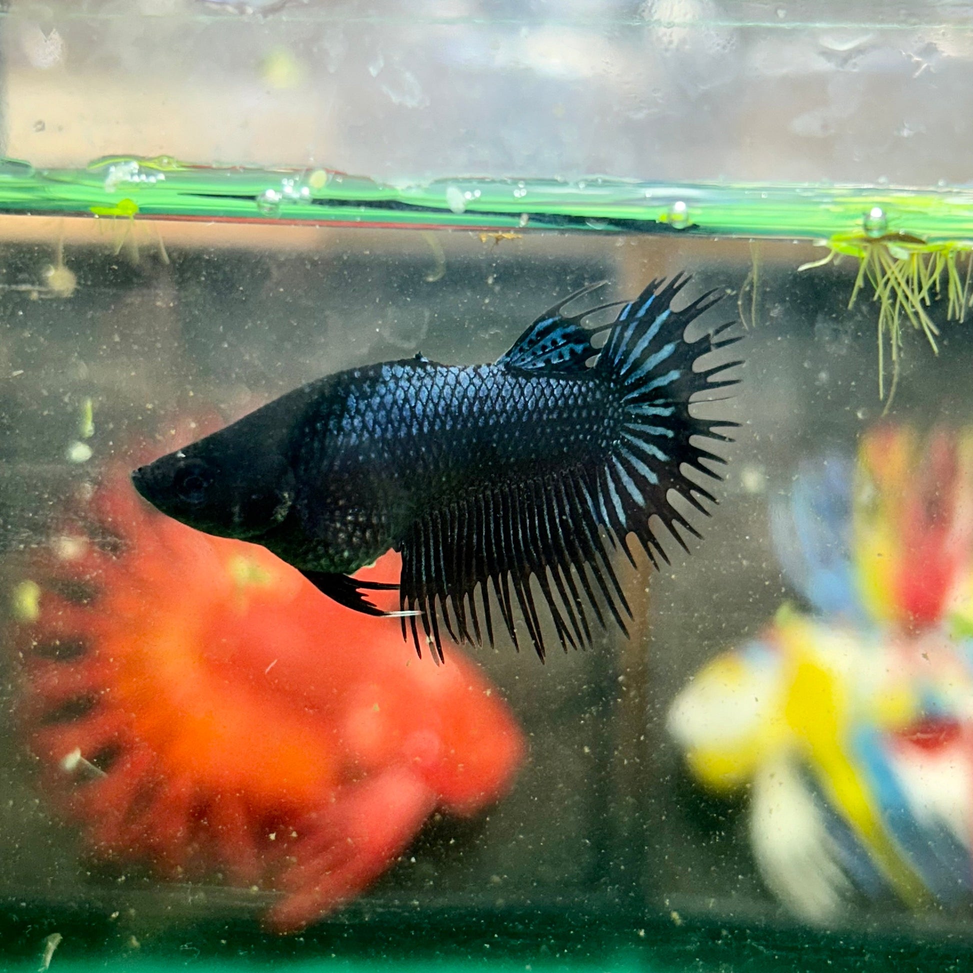 Black Orchid King Crowntail - Female Betta 27