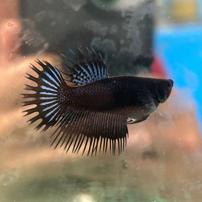Black Orchid King Crowntail - Female Betta