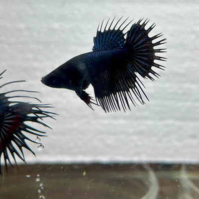 Black Orchid King Crowntail - Female Betta Breeder Grade