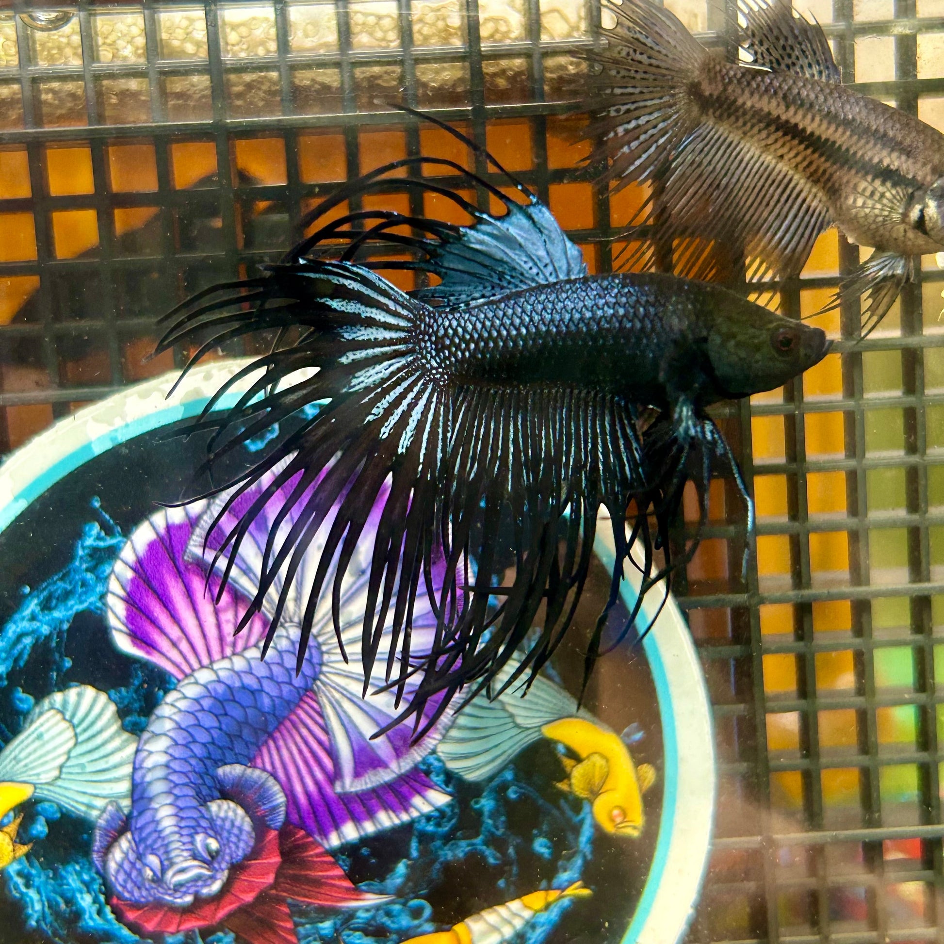 Black Orchid King Crowntail - Male Betta 025