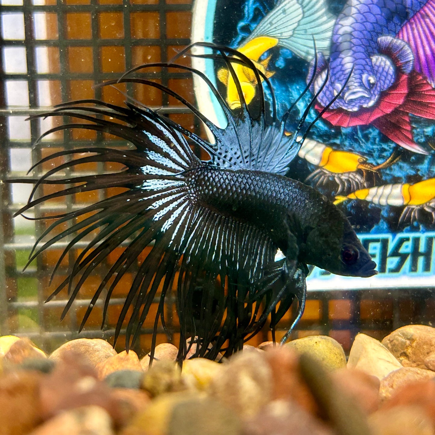 Black Orchid King Crowntail - Male Betta 025