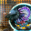 Black Orchid King Crowntail - Male Betta 025