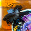 Black Orchid King Crowntail - Male Betta 025