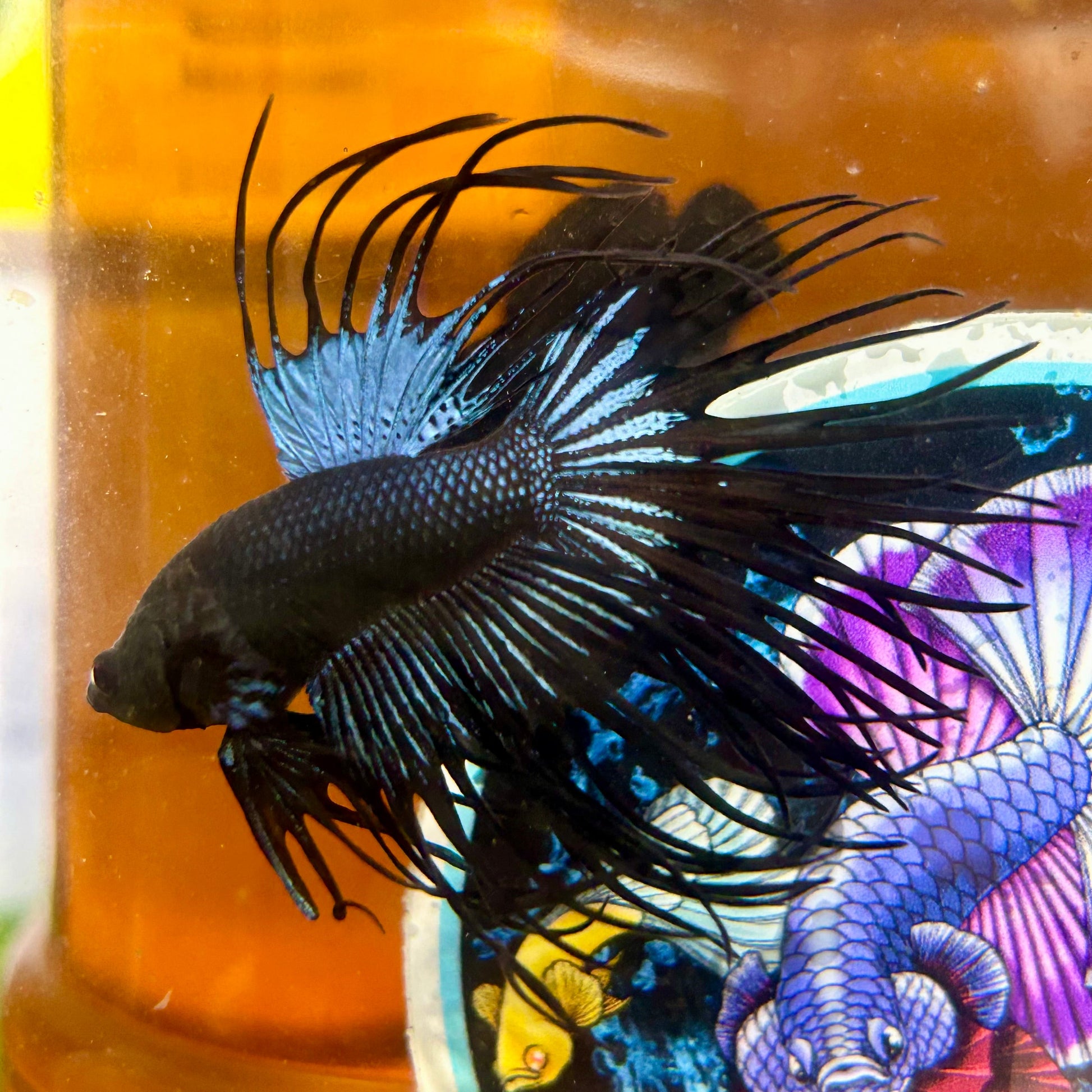 Black Orchid King Crowntail - Male Betta 025