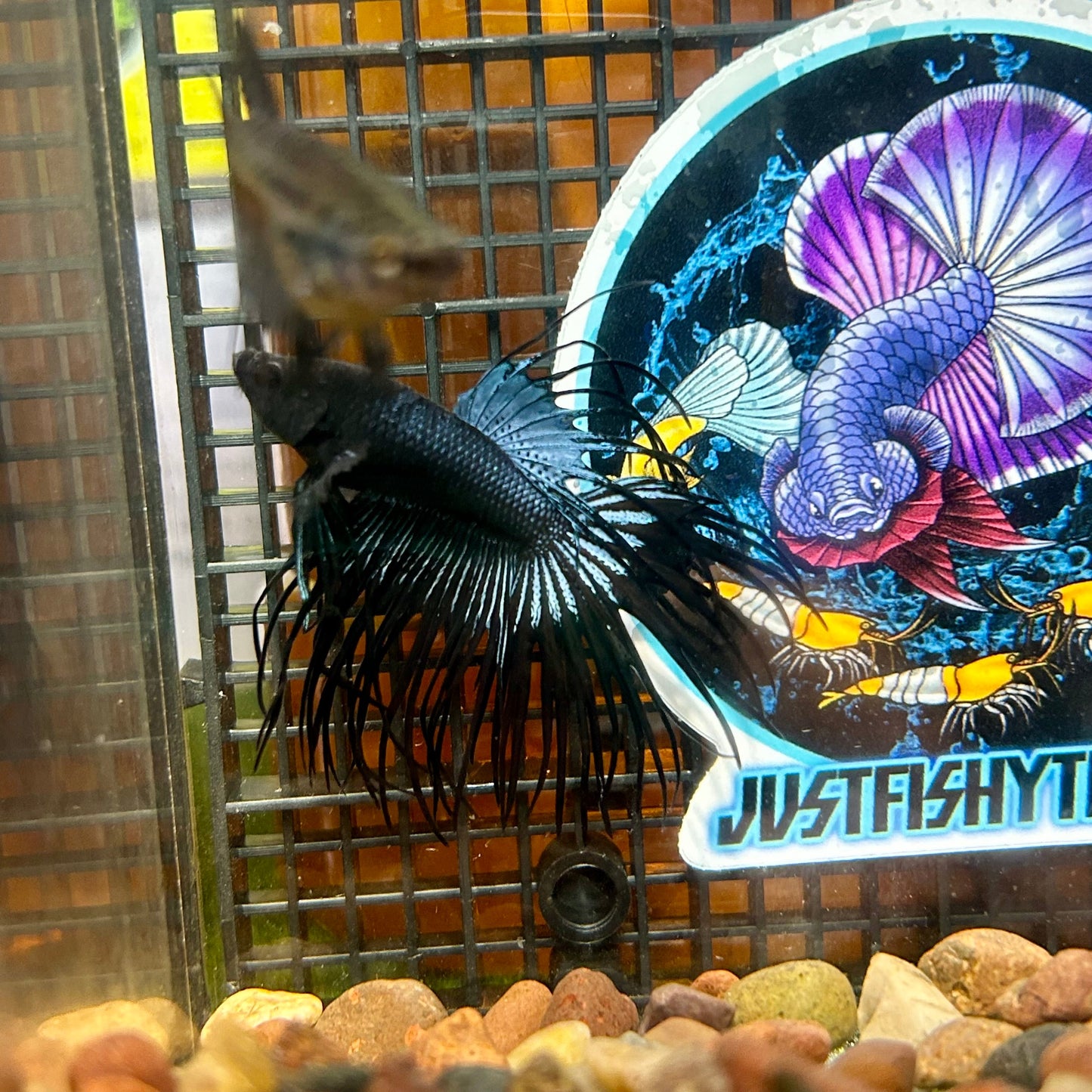 Black Orchid King Crowntail - Male Betta 025