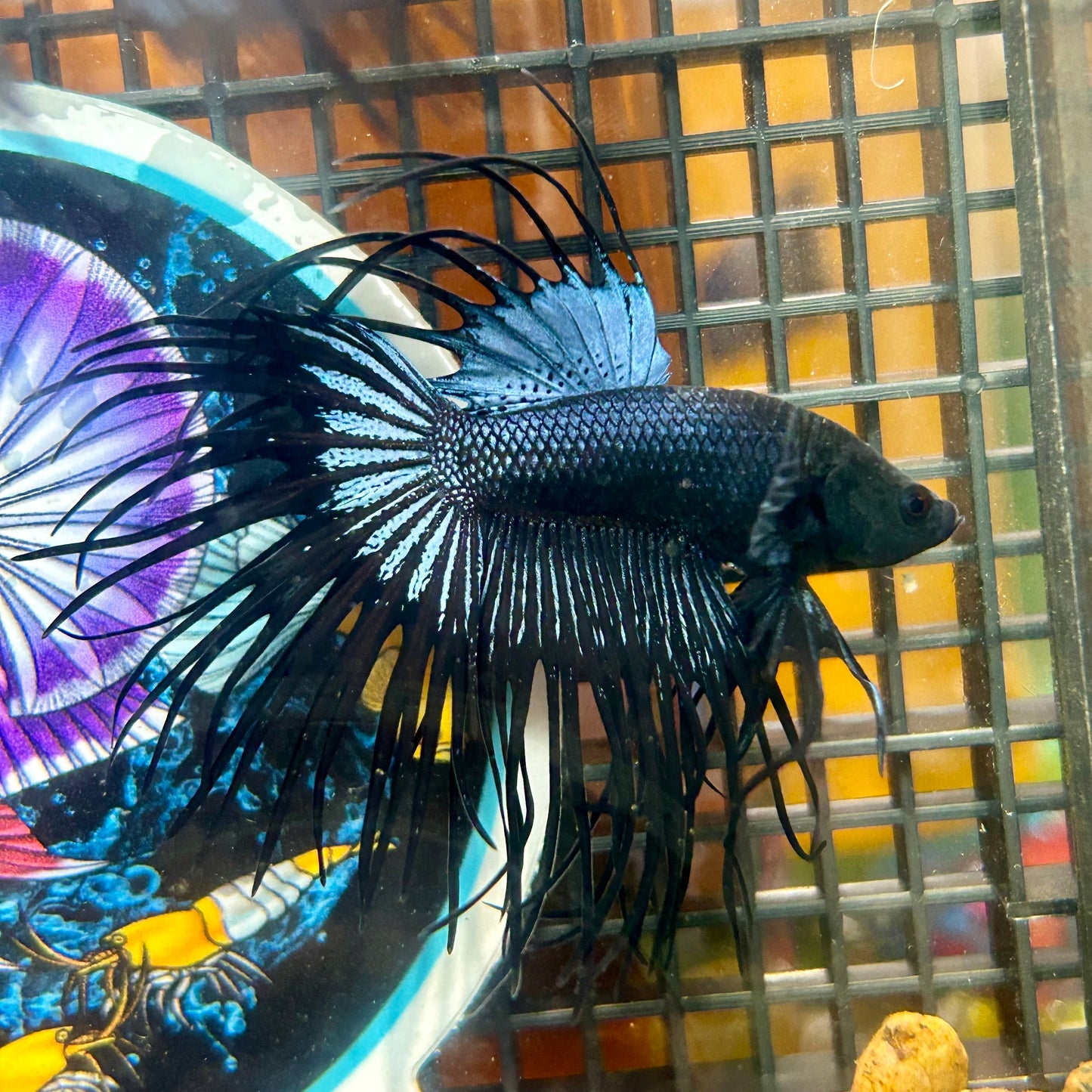 Black Orchid King Crowntail - Male Betta 025