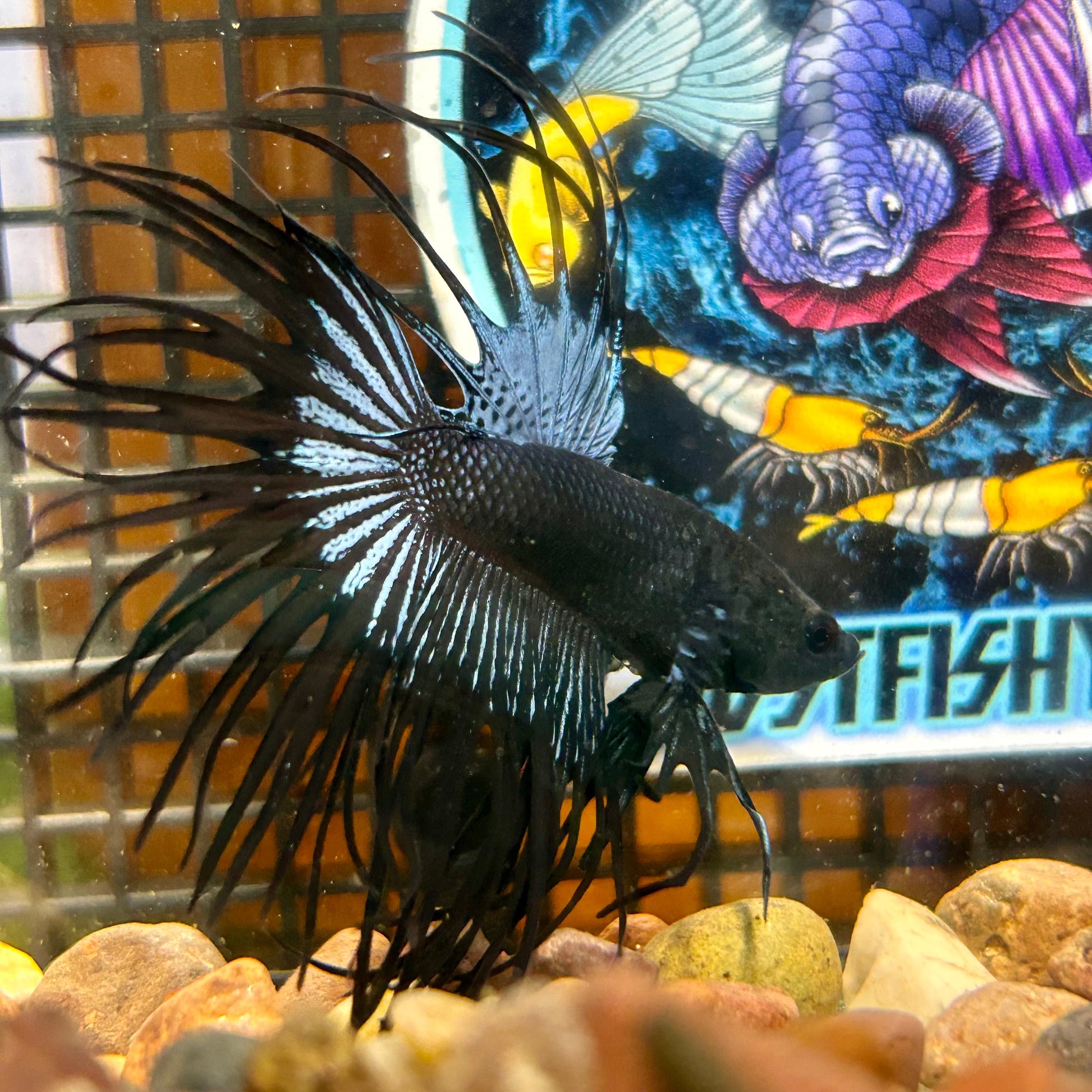 Black Orchid King Crowntail - Male Betta 025