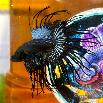 Black Orchid King Crowntail - Male Betta 025