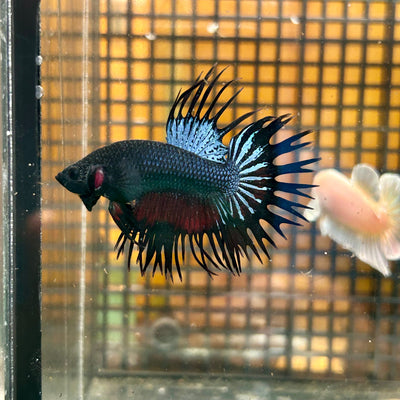 Black Orchid King Crowntail - Male Betta 032