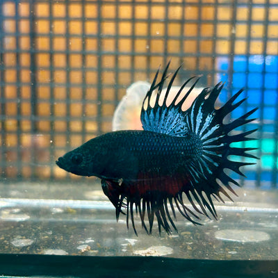 Black Orchid King Crowntail - Male Betta 032