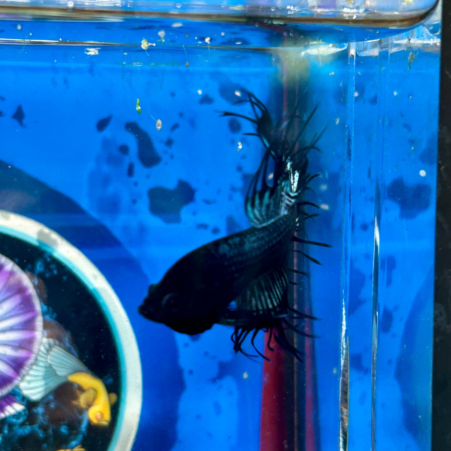 Black Orchid King Crowntail - Male Betta 096