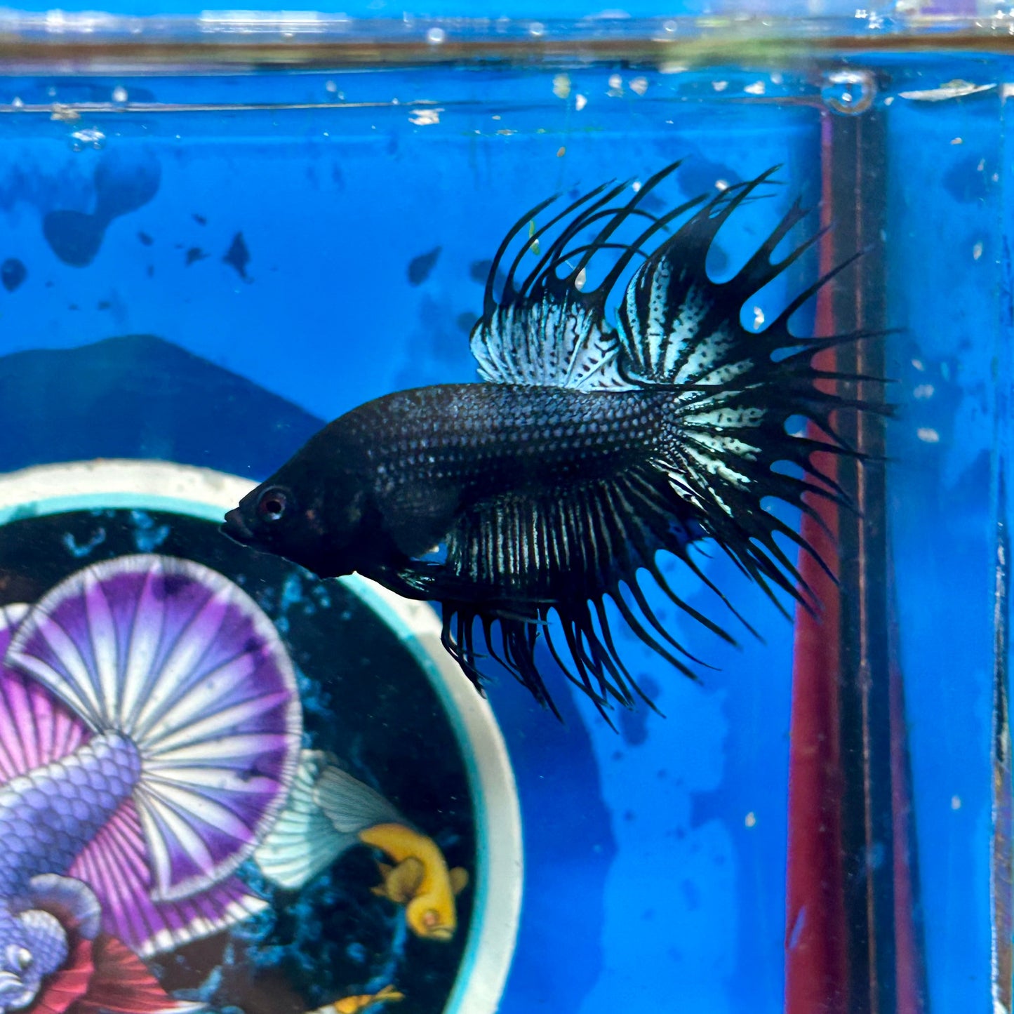 Black Orchid King Crowntail - Male Betta 096