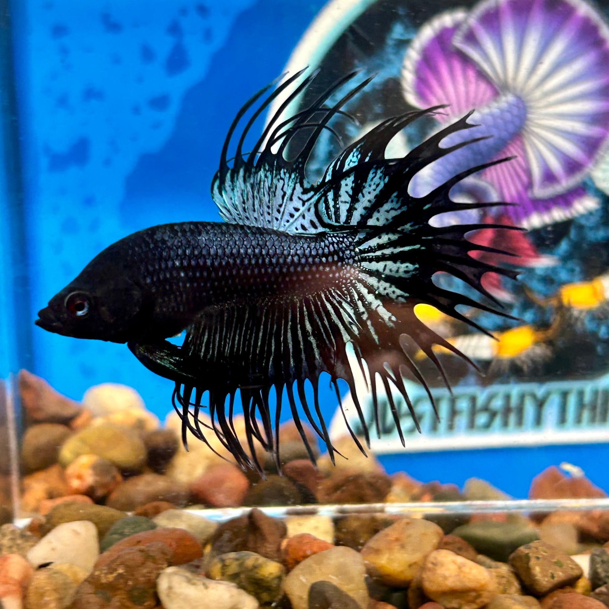 Black Orchid King Crowntail - Male Betta 096