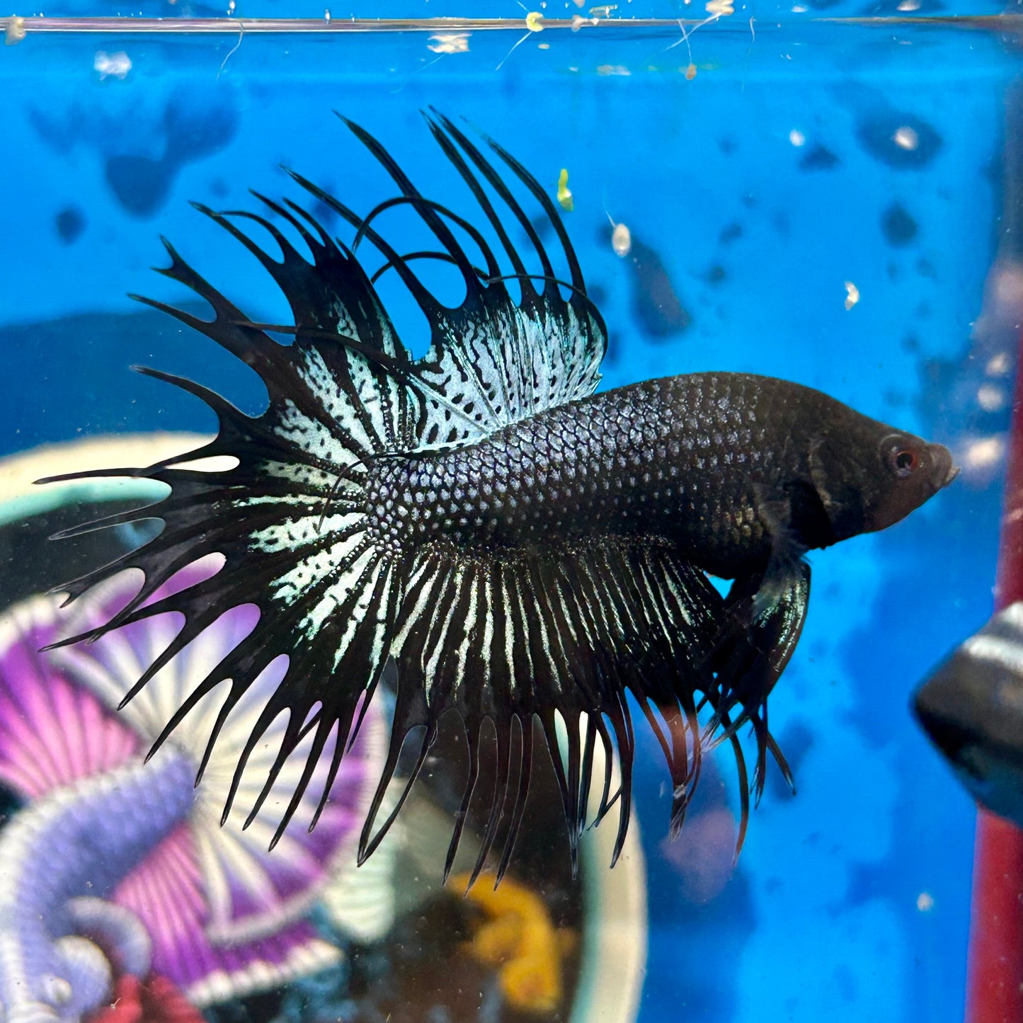 Black Orchid King Crowntail - Male Betta 096